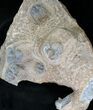 Onnia Trilobite Mass Mortality Plate - El Kaid Rami, Morocco #21537-1